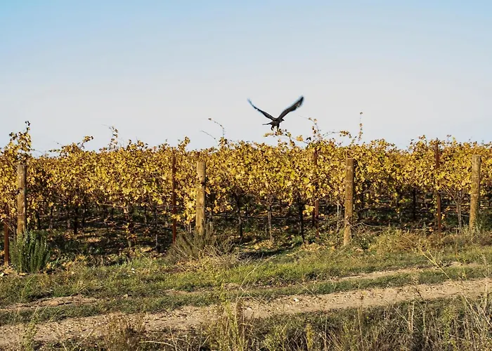 Alojaguay Rueda, Casa Museo Rustica-moderna, Maxima Tranquilidad Con Comodidad 펜션